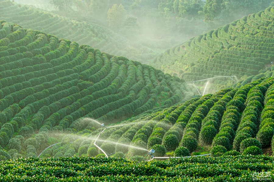晨雾中的梯田茶园，喷灌正在作业